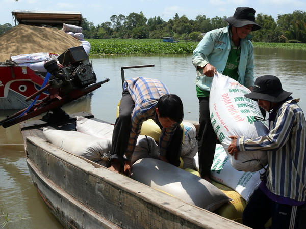 Tăng cường liên kết sản xuất và tiêu thụ thóc, gạo giai đoạn 2015-2020 ảnh 1