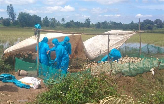 Thành phố Hồ Chí Minh cảnh báo sớm nguy cơ phát sinh dịch cúm gia cầm ảnh 1