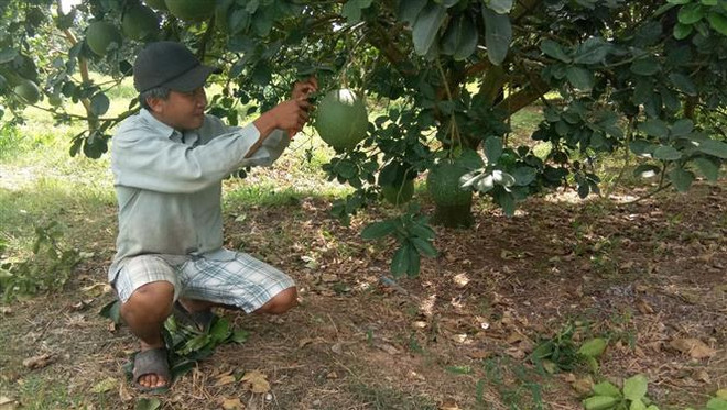 Bà Rịa-Vũng Tàu: Khan hiếm bưởi Tết, dự báo giá tăng cao ảnh 1