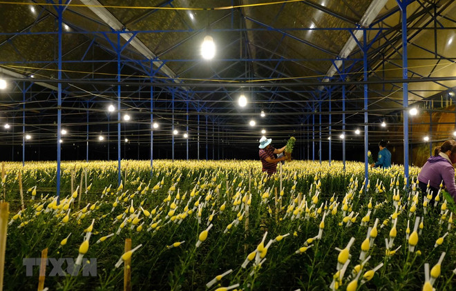 Du lịch canh nông Lâm Đồng: Cần đơn giản hóa thủ tục và chuyên nghiệp ảnh 1