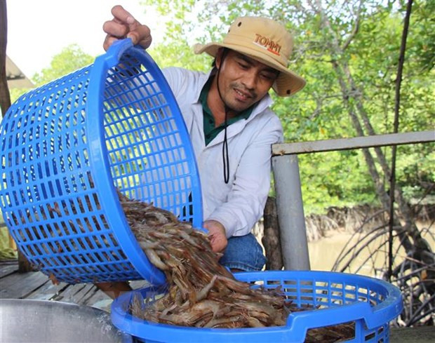 Kiên Giang đặt mục tiêu năm 2023 đạt sản lượng 116.200 tấn tôm nuôi ảnh 1
