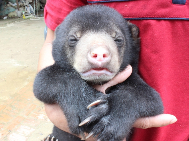 Thêm một cá thể gấu được giải cứu từ vùng cao biên giới Sơn La ảnh 2