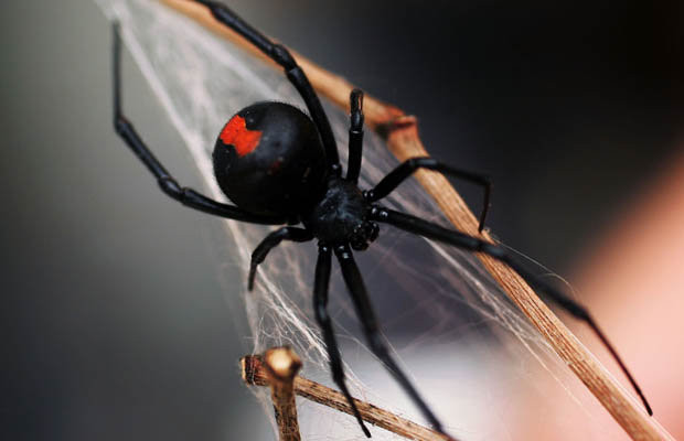 Những ngày cuối cùng đáng sợ của người đàn ông bị nhện cắn ảnh 1