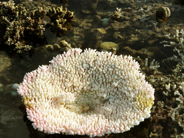 San hô biển Việt Nam đang bị hủy diệt nghiêm trọng ảnh 1