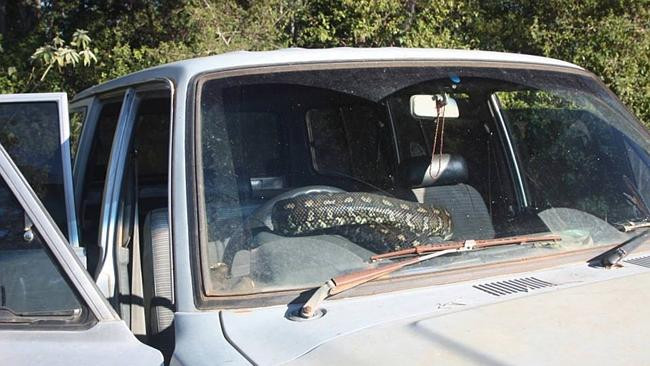 Rụng rời chân tay khi phát hiện con trăn dài gần 3m nằm trong xe ảnh 1