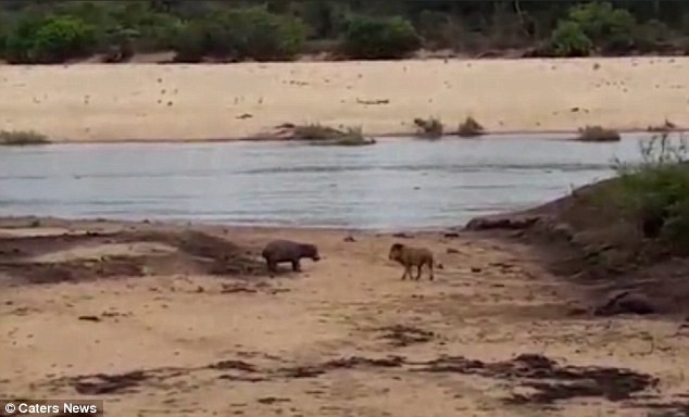 Hà mã con bất chấp nguy hiểm chiến đấu với sư tử đói để cứu mẹ ảnh 1