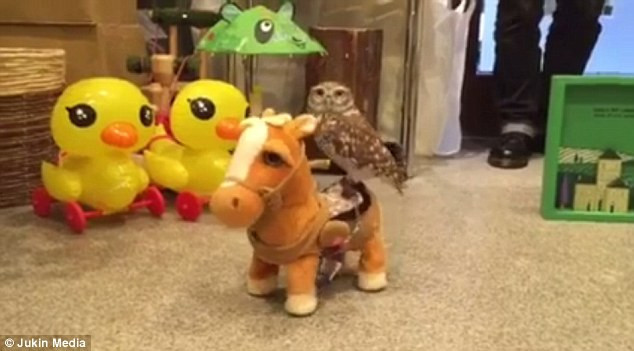 Chú chim cú mèo gây thích thú với màn cưỡi ngựa đáng yêu ảnh 1