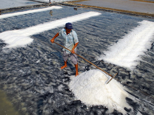 Phó Thủ tướng Vương Đình Huệ chỉ đạo mua tạm trữ muối niên vụ 2016 ảnh 1