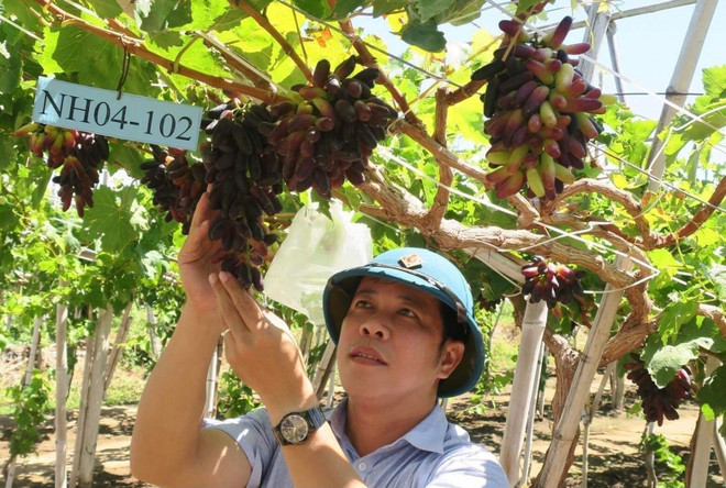 Ninh Thuận: Giống nho NH04-102 tạo thế cạnh tranh với hàng nhập khẩu ảnh 1