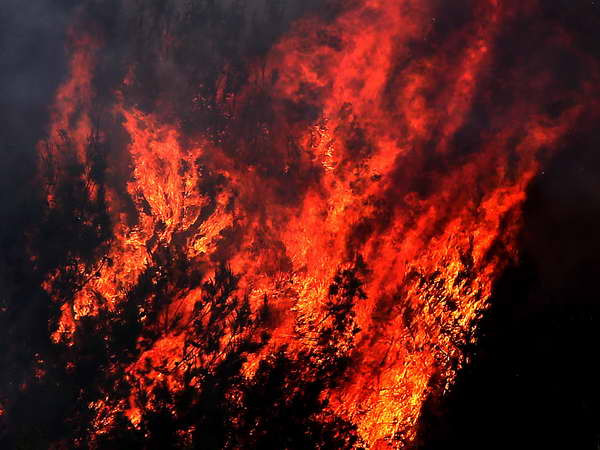 Một vụ cháy thiêu rụi 230ha rừng cây lấy gỗ ở Cuba ảnh 1