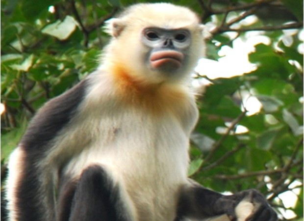 Nâng cao nhận thức bảo tồn đàn Voọc mũi hếch quý hiếm tại Hà Giang ảnh 2