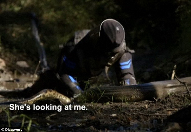 [Photo] Cận cảnh màn trình diễn để con trăn khổng lồ nuốt chửng ảnh 3