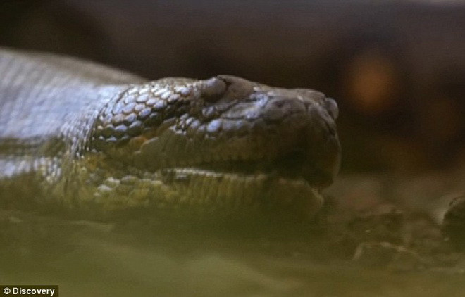 [Photo] Cận cảnh màn trình diễn để con trăn khổng lồ nuốt chửng ảnh 4