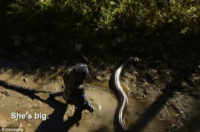 [Photo] Cận cảnh màn trình diễn để con trăn khổng lồ nuốt chửng ảnh 2