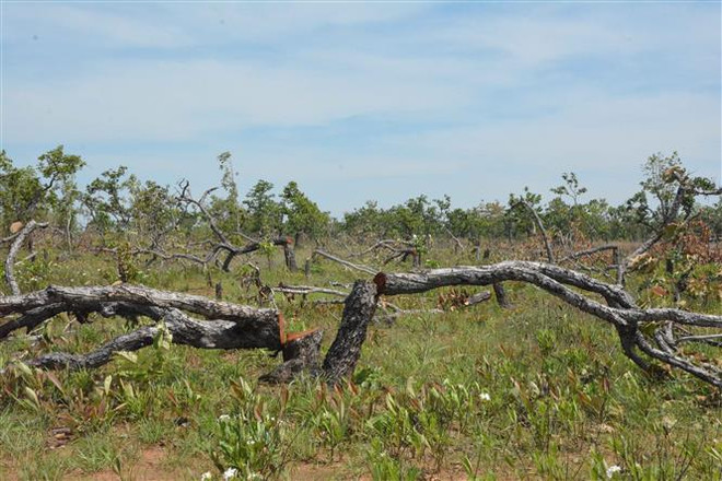 Bắt quả tang 5 đối tượng đang phá rừng lấn chiếm đất ở Đà Lạt ảnh 1