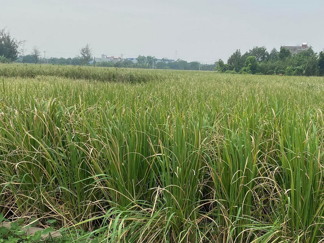 vnp Canh dong Vnp_nieng_resize.jpg