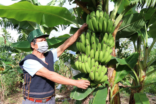 ttxvn huong_di_moi_cua_dong_bao_dan_toc_thieu_so_tinh_gia_lai_resize.jpg