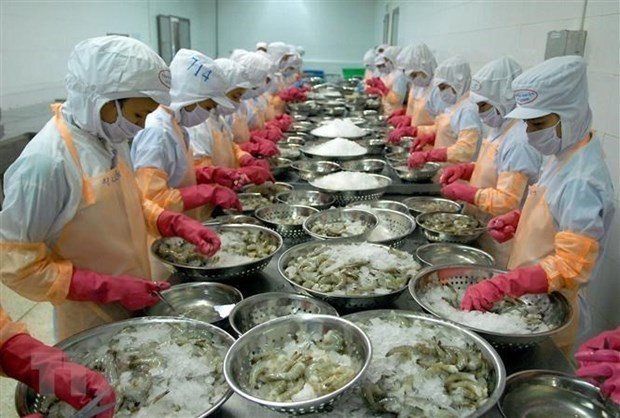Chế biến tôm xuất khẩu. (Nguồn: TTXVN) Xuất khẩu thủy sản của cả nước khó bứt phá trong ngắn hạn ảnh 1