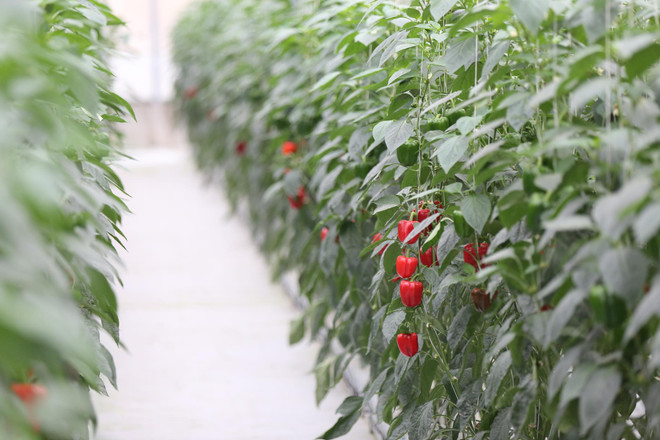 ‘Việt Nam có thể trở thành quốc gia tiên phong về tăng trưởng xanh ảnh 1