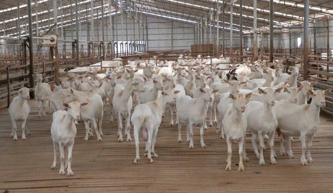 Kỳ vọng phát triển tại trang trại trại dê sữa lớn nhất Việt Nam ảnh 1