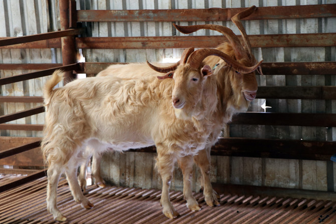 Kỳ vọng phát triển tại trang trại trại dê sữa lớn nhất Việt Nam ảnh 7