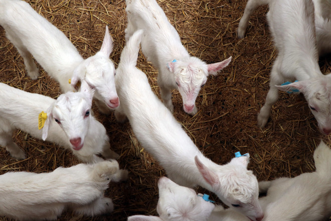 Kỳ vọng phát triển tại trang trại trại dê sữa lớn nhất Việt Nam ảnh 5