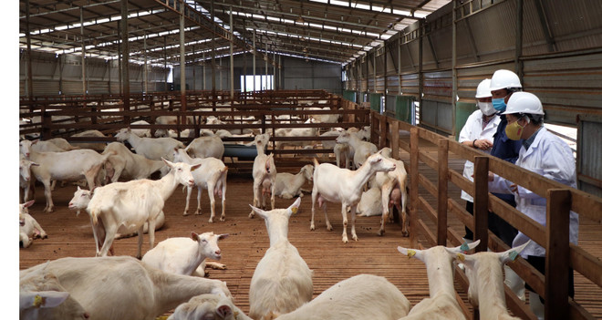 Kỳ vọng phát triển tại trang trại trại dê sữa lớn nhất Việt Nam ảnh 3