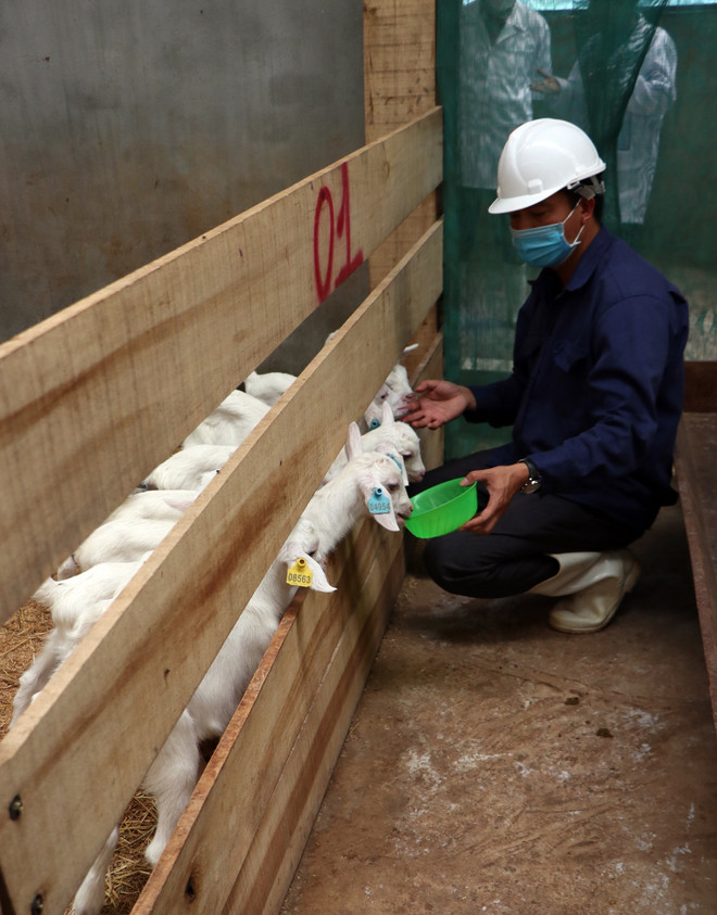 Kỳ vọng phát triển tại trang trại trại dê sữa lớn nhất Việt Nam ảnh 6