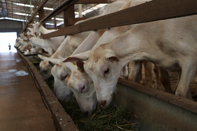 Kỳ vọng phát triển tại trang trại trại dê sữa lớn nhất Việt Nam ảnh 4