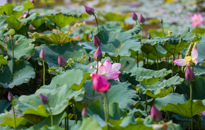 Ao Sen - điểm nhấn văn hóa du lịch trên quê hương Chủ tịch Hồ Chí Minh ảnh 1