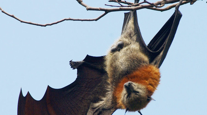 Cả thị trấn hoang mang khi thấy 100.000 con dơi xuất hiện ảnh 1