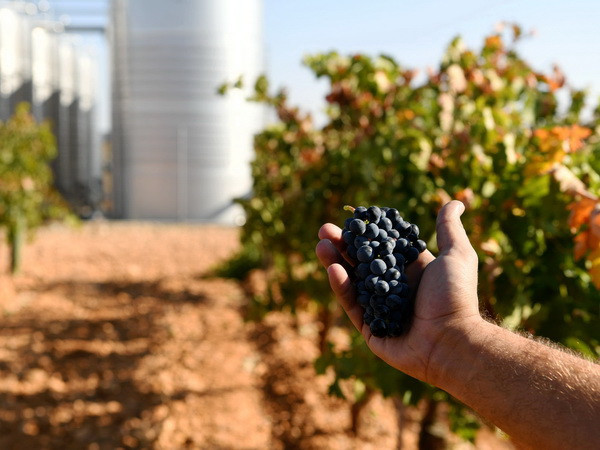 Phát hiện mới về nguồn gốc cổ xưa của rượu vang nho ảnh 1