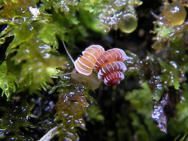 Loài ốc như sinh vật "ngoài hành tinh" nguy cơ tuyệt chủng ảnh 1