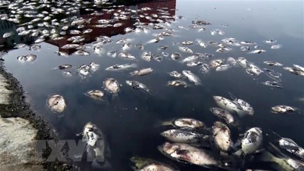 Hà Nội: Ngăn chặn hiện tượng cá chết nổi tại các hồ điều hòa ảnh 1