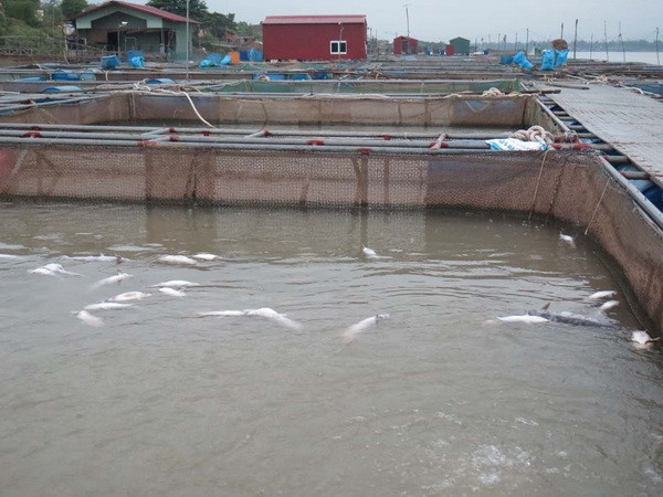 Cá lồng chết trắng kể từ khi thủy điện Hòa Bình xả đáy ảnh 1