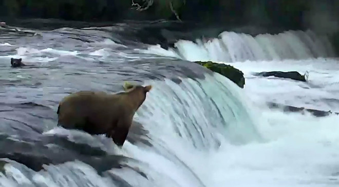 Gấu mẹ hốt hoảng khi thấy con bị dòng nước dữ cuốn trôi ảnh 1