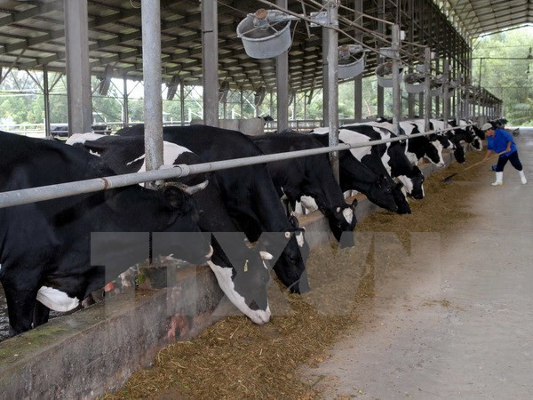 Hà Nội áp dụng công nghệ tiên tiến trong chăn nuôi bò sữa ảnh 1