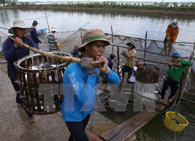 Tạo "đẳng cấp" cho sản phẩm cá tra trên thị trường thế giới ảnh 2