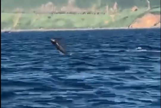 Đà Nẵng: Xuất hiện video quay đàn cá heo bơi lội gần bán đảo Sơn Trà ảnh 1