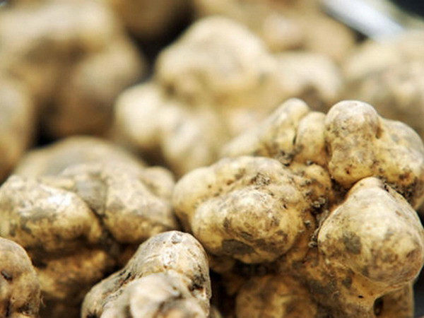 Nấm cục trắng có giá bán cao gấp tới 3 lần giá vàng ảnh 1