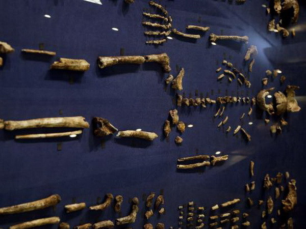 10 sinh vật mới được phát hiện đáng chú ý nhất năm 2015 ảnh 1