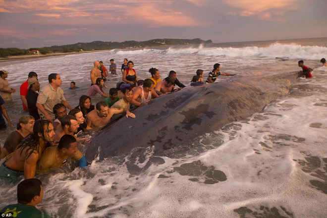 Người dân chung sức giải cứu chú cá voi khổng lồ bị mắc kẹt ảnh 4