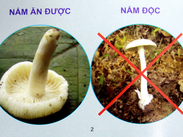 Lào Cai: Sáu học sinh tiểu học nhập viện vì ăn nhầm nấm độc ảnh 1