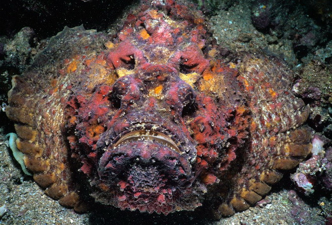 Cận cảnh những "quái vật biển" còn đáng sợ hơn cả cá mập ảnh 5