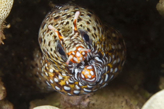 Cận cảnh những "quái vật biển" còn đáng sợ hơn cả cá mập ảnh 3