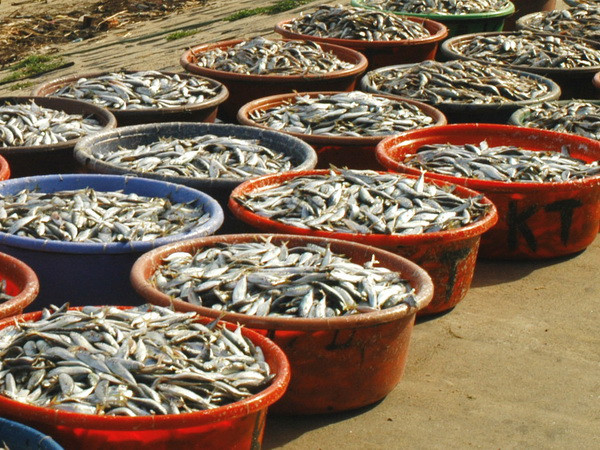 Ngư dân Khánh Hòa thu lãi cao nhờ cá nục được mùa, được giá ảnh 1