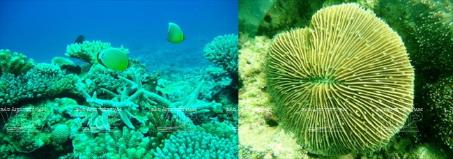 Khám phá quần đảo Cát Bà - Chuỗi “ngọc xanh” giữa biển khơi ảnh 21