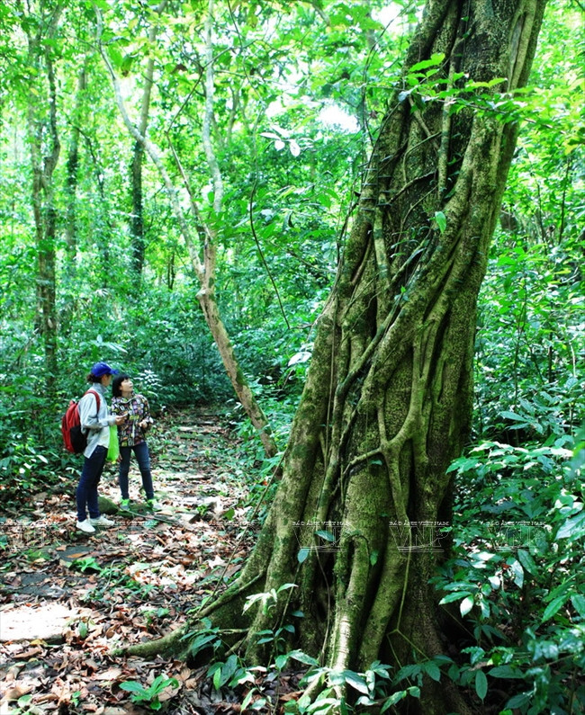 Khám phá quần đảo Cát Bà - Chuỗi “ngọc xanh” giữa biển khơi ảnh 17