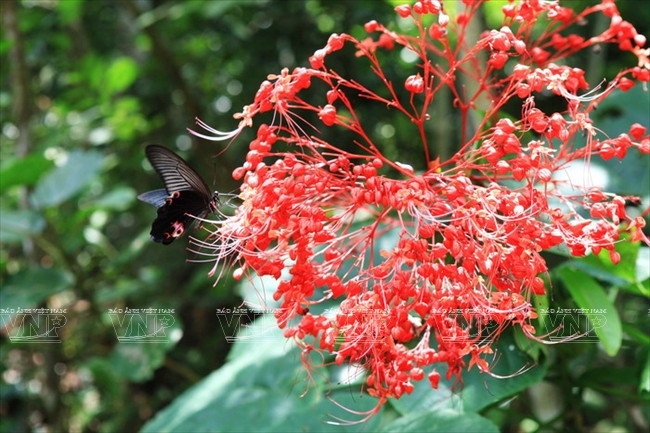 Khám phá quần đảo Cát Bà - Chuỗi “ngọc xanh” giữa biển khơi ảnh 18