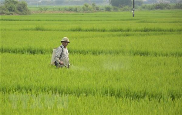 Nhiều diện tích lúa ở Thừa Thiên-Huế bị sâu bệnh gây hại ảnh 1